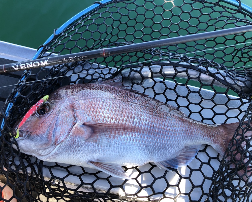 Wilson Fishing – Fish Trapping Snapper