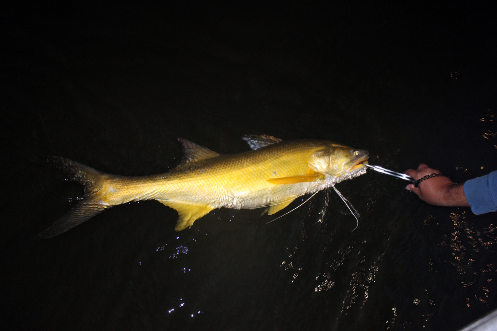 Wilson Fishing – Brisbane River Threadfin Salmon