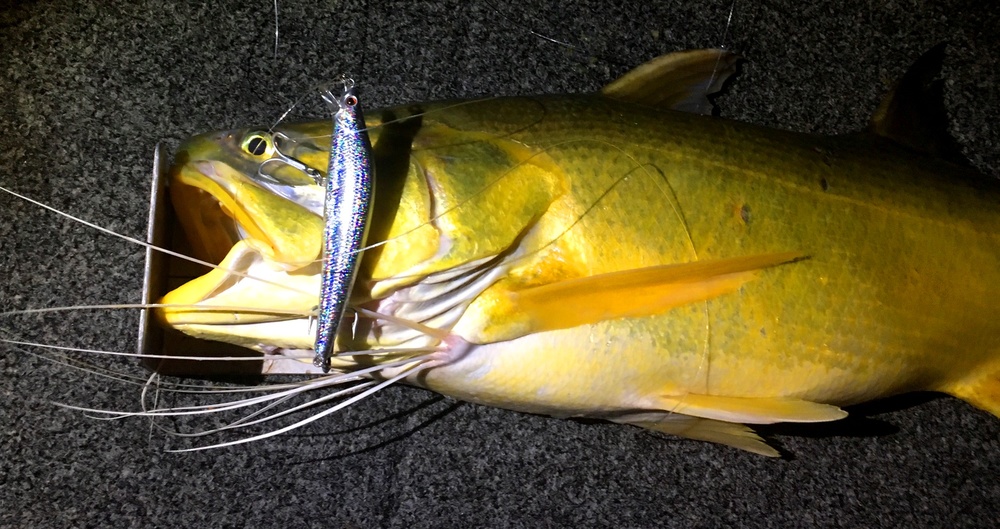 Wilson Fishing – Brisbane River Threadfin Salmon