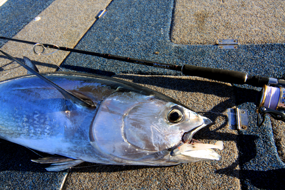 Wilson Fishing – Flat Shad Tuna