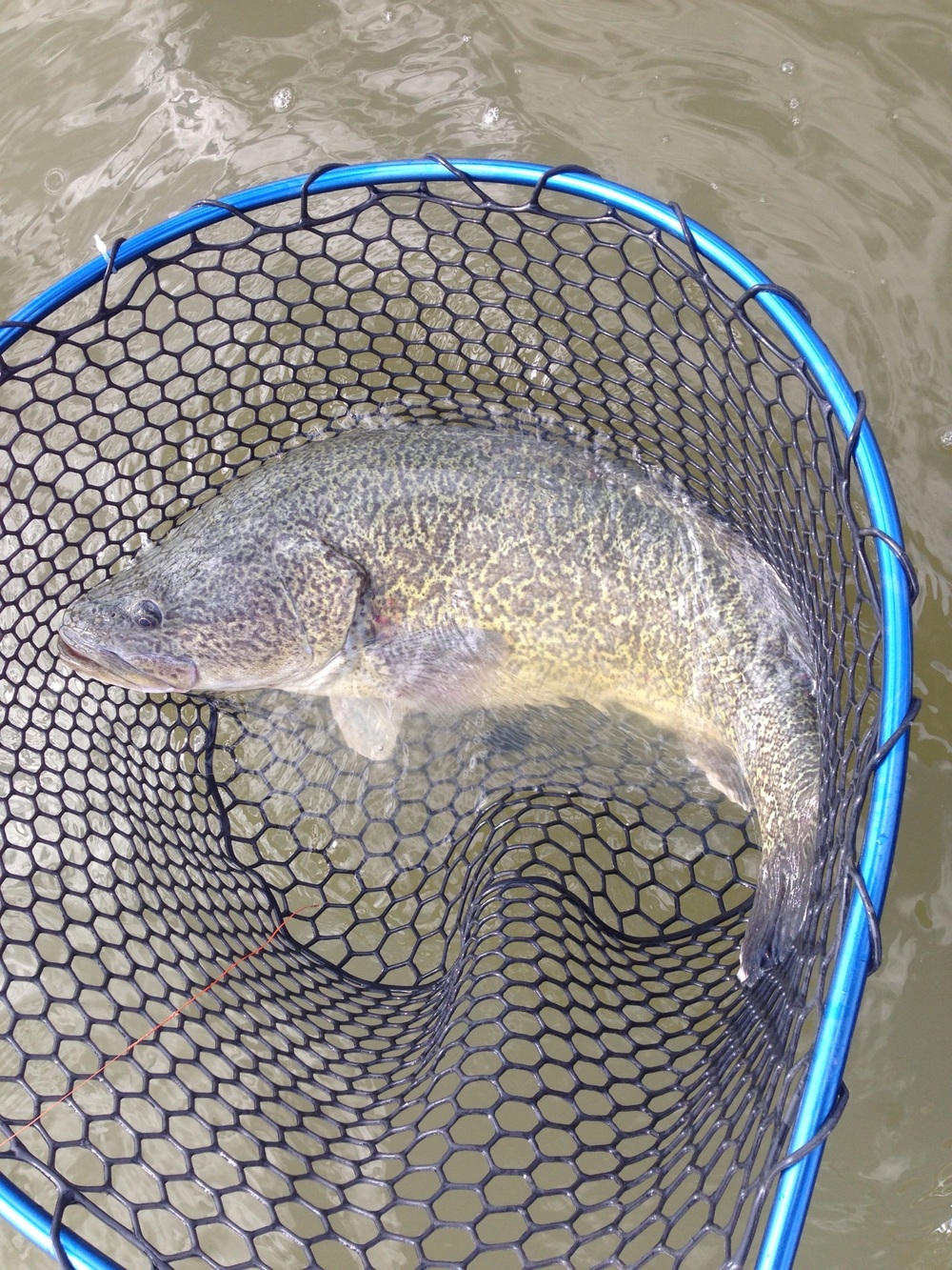 Wilson Fishing – Fish Friendly Landing Nets